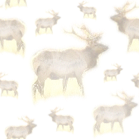 Elk