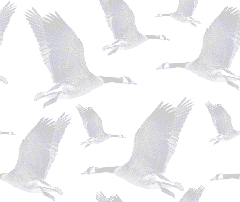 Canada Geese